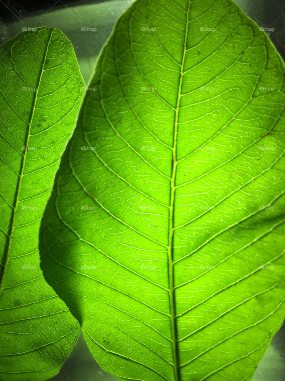 Close up look for a leave from guava tree