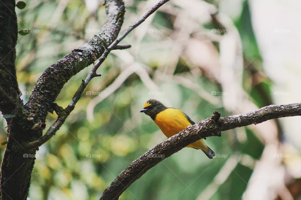 Little bird 