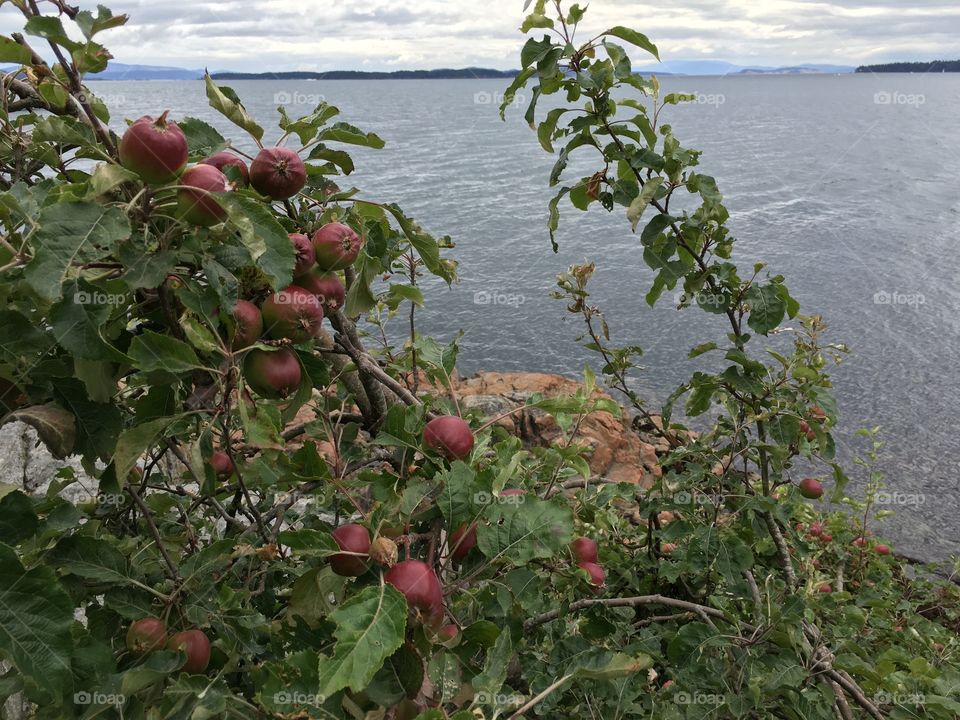 Apple tree at coastline