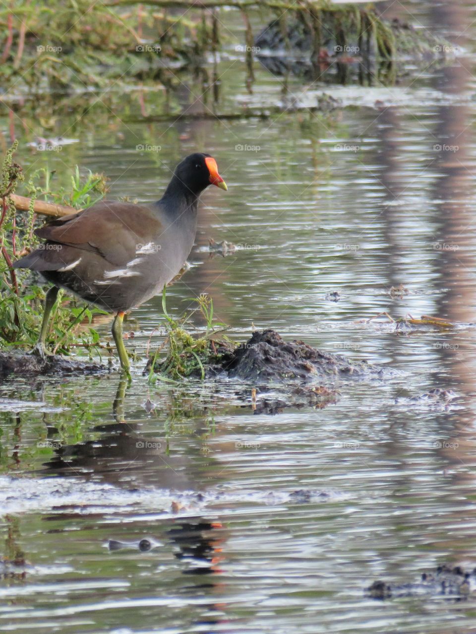 Common moorhen