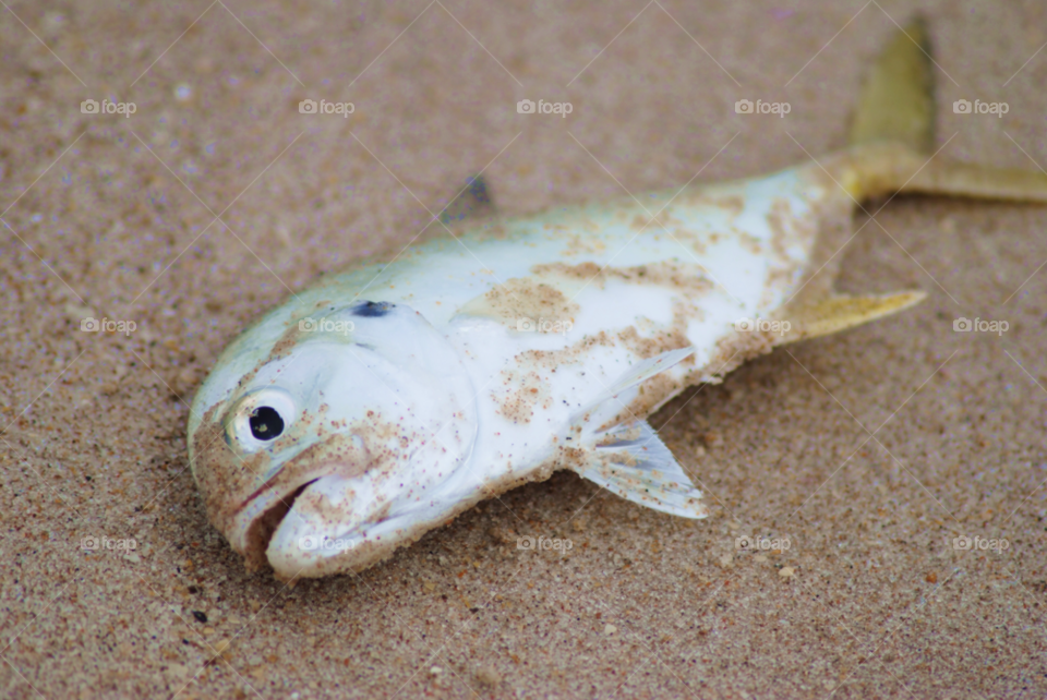 florida fish head fish pompano by sher4492000