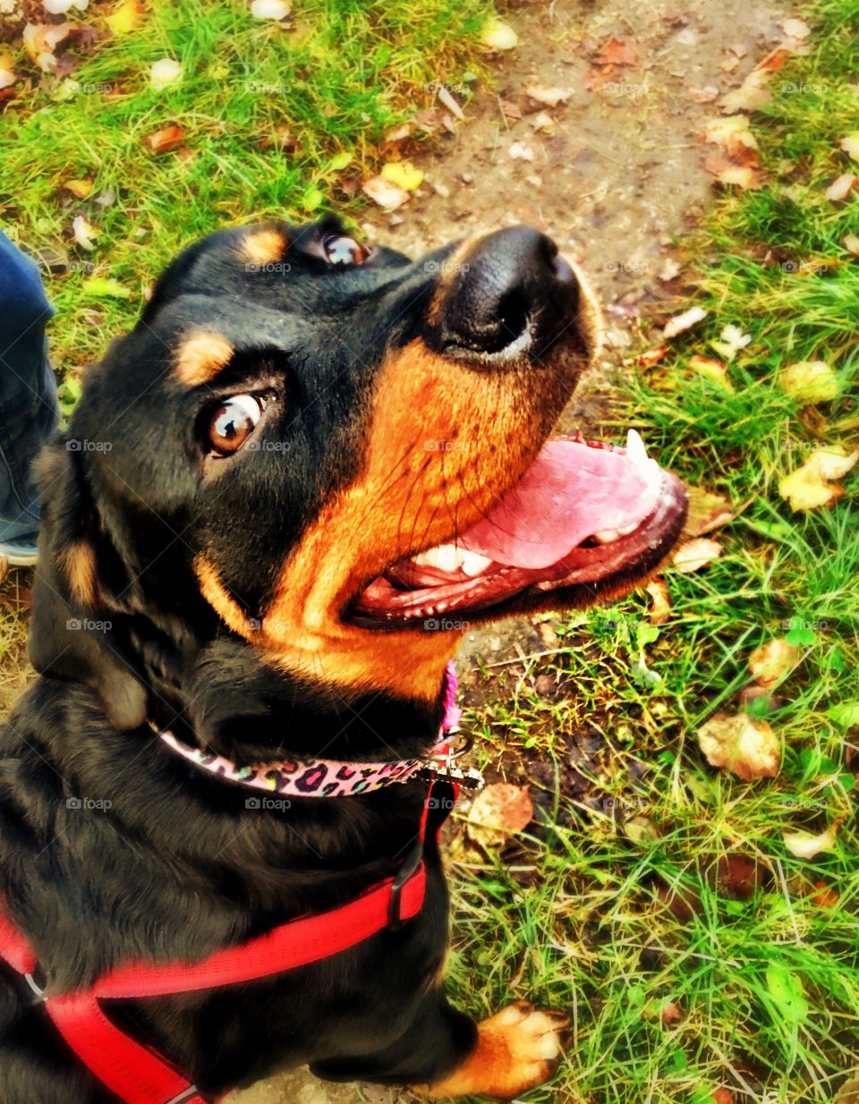 Smiling Rottweiler puppy