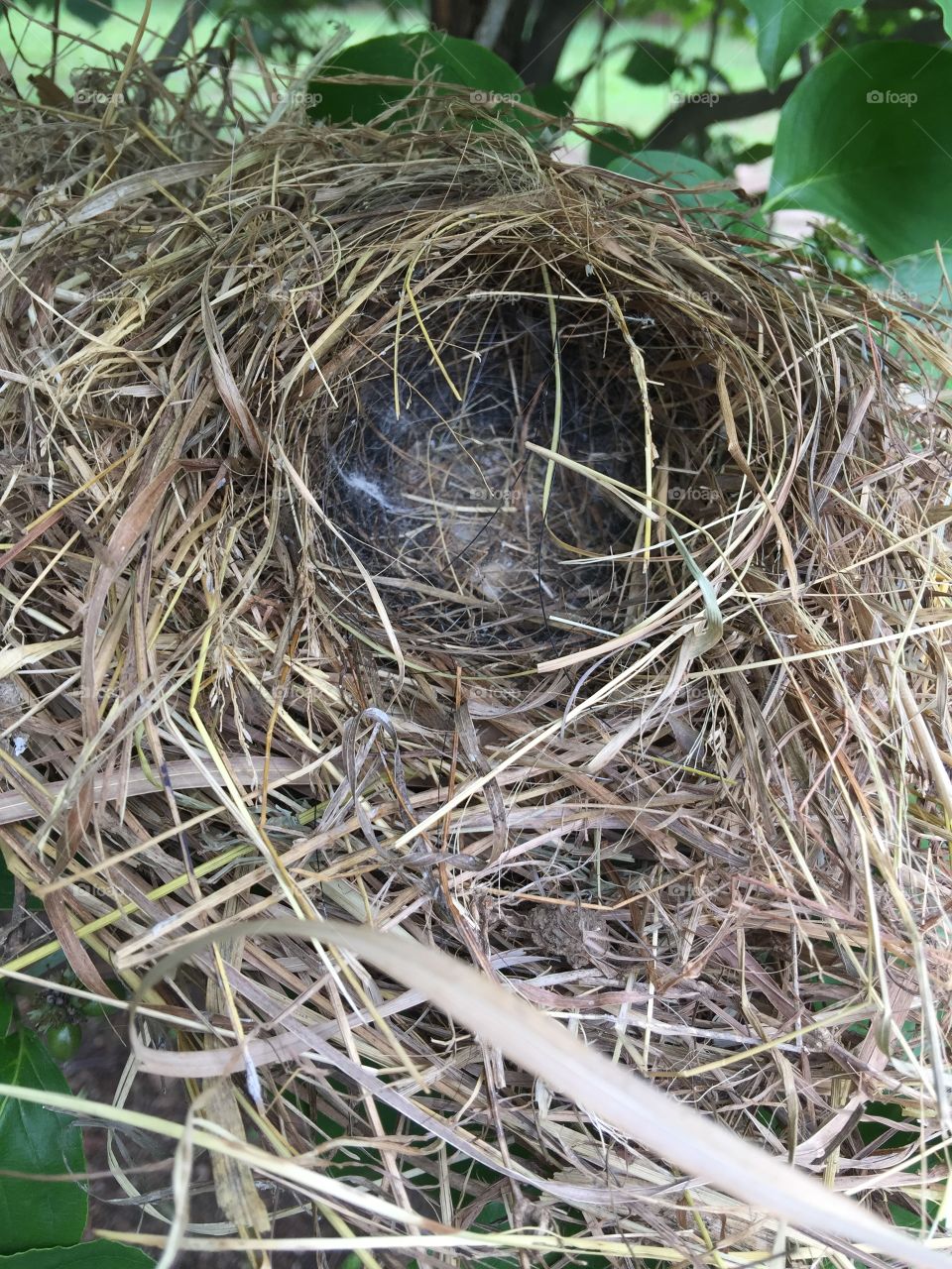 Bird nest