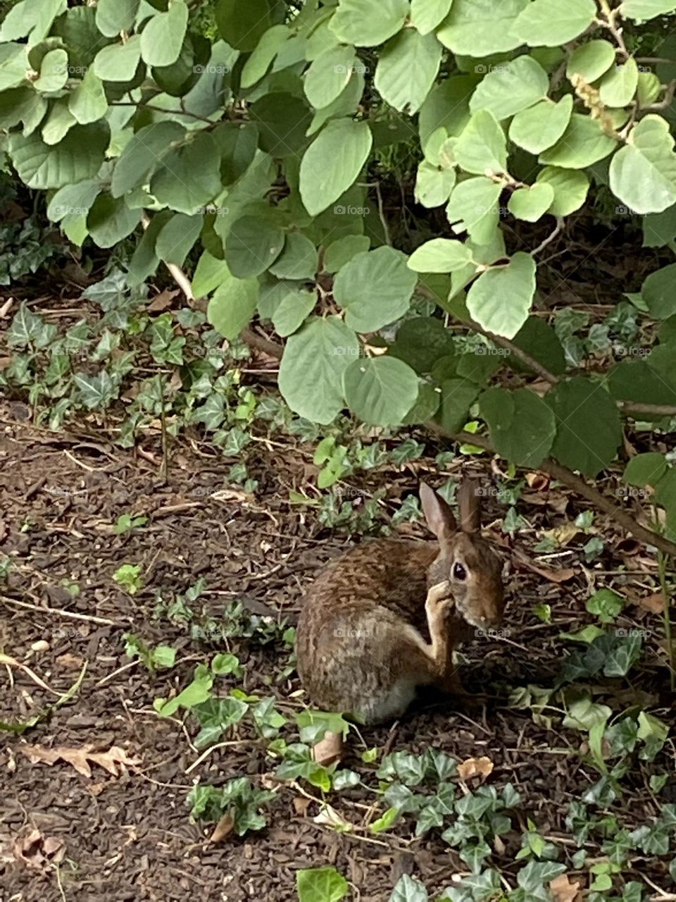 Brown rabbit underneath green trees at a local park in NJ called Deep Cut Gardens 