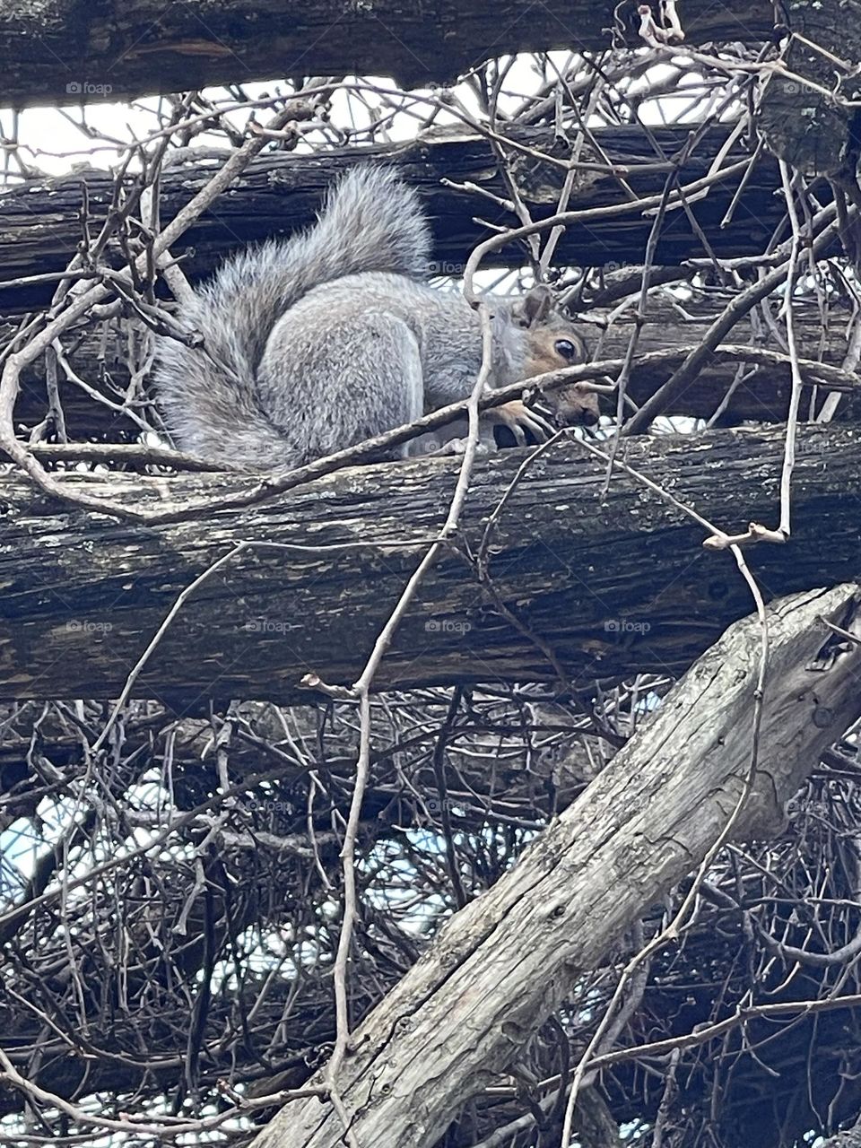 Squirrel 🐿️