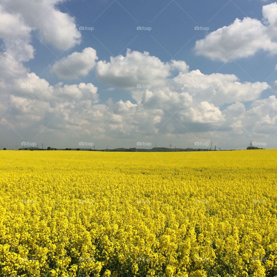 Yellow field and blue cloudy sky.