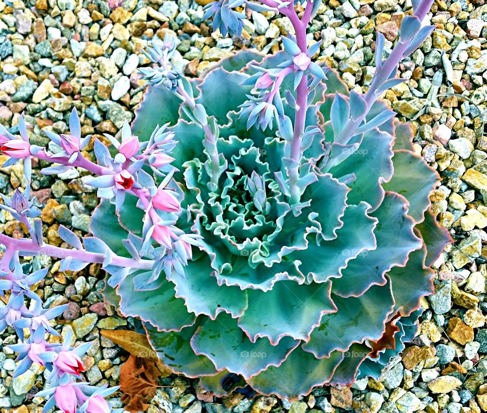 Flowering Succulent. Drought tolerant flowering Succulent