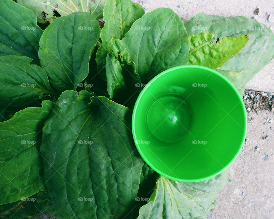 Green plastic glass and leaves of plantain