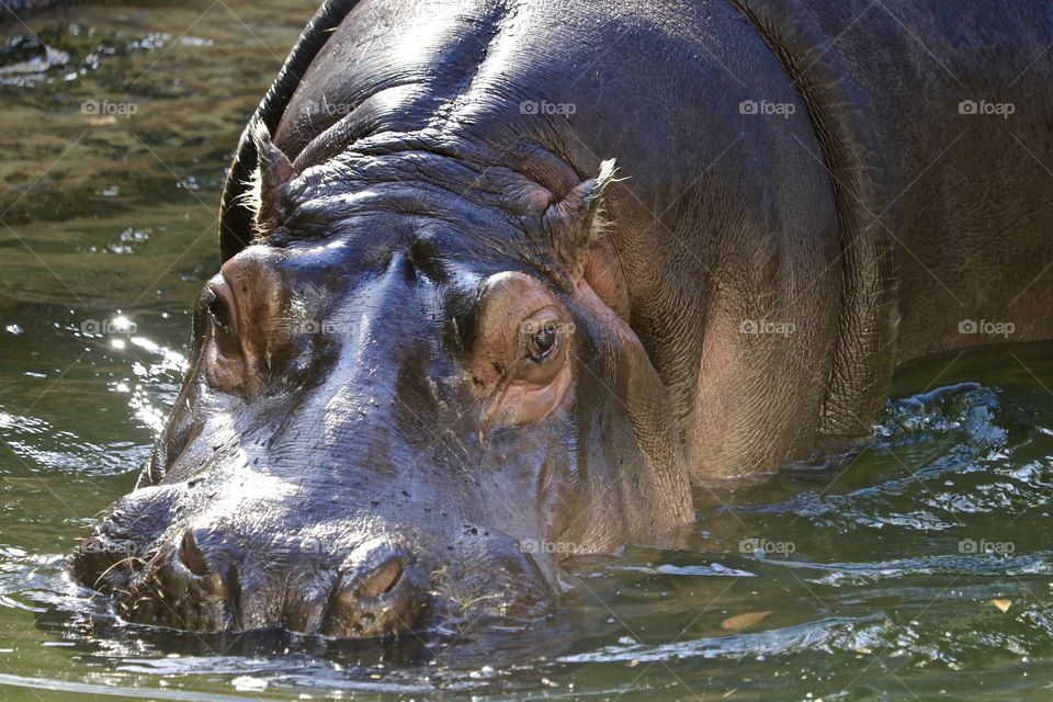 Hippopotamus swimming in water, grey, wet, closeup face detail