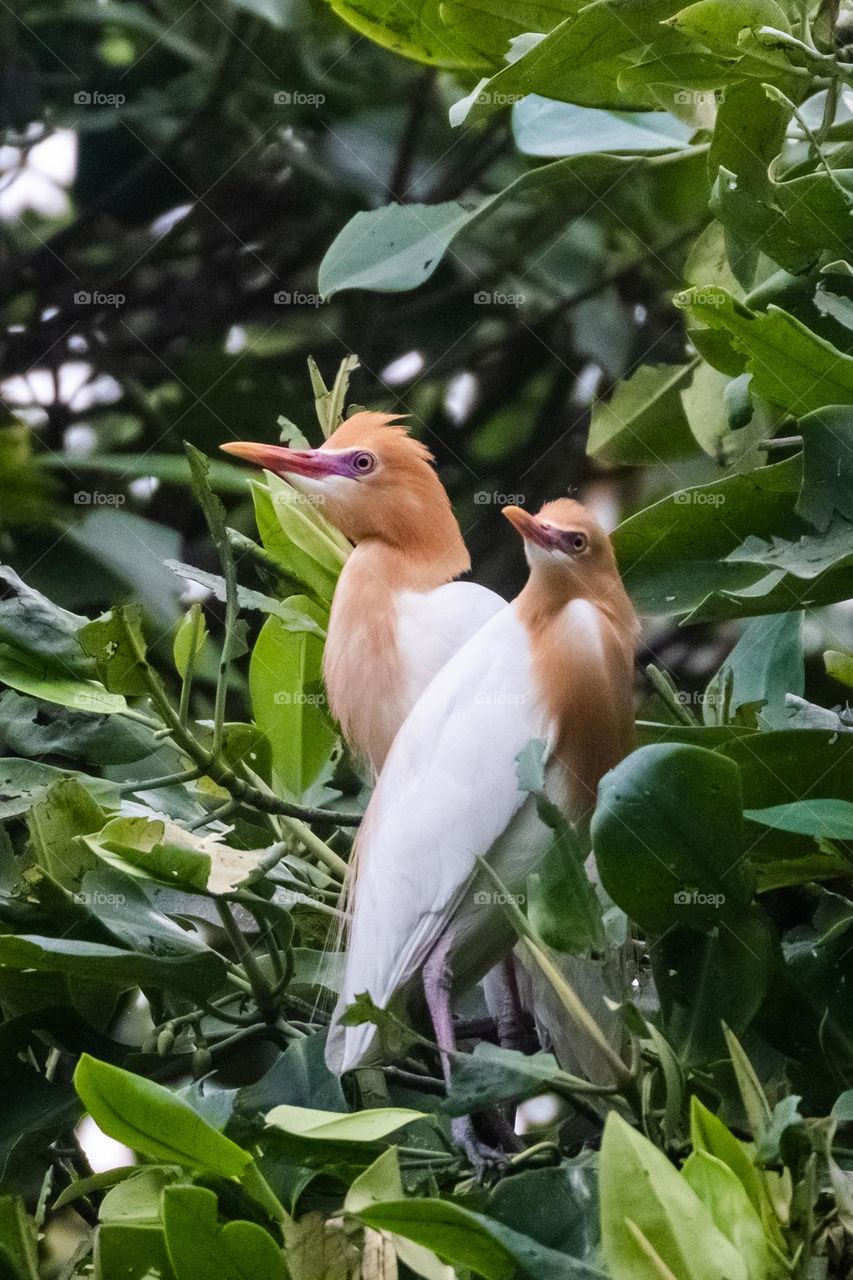 two cattle egrets perched in the trees