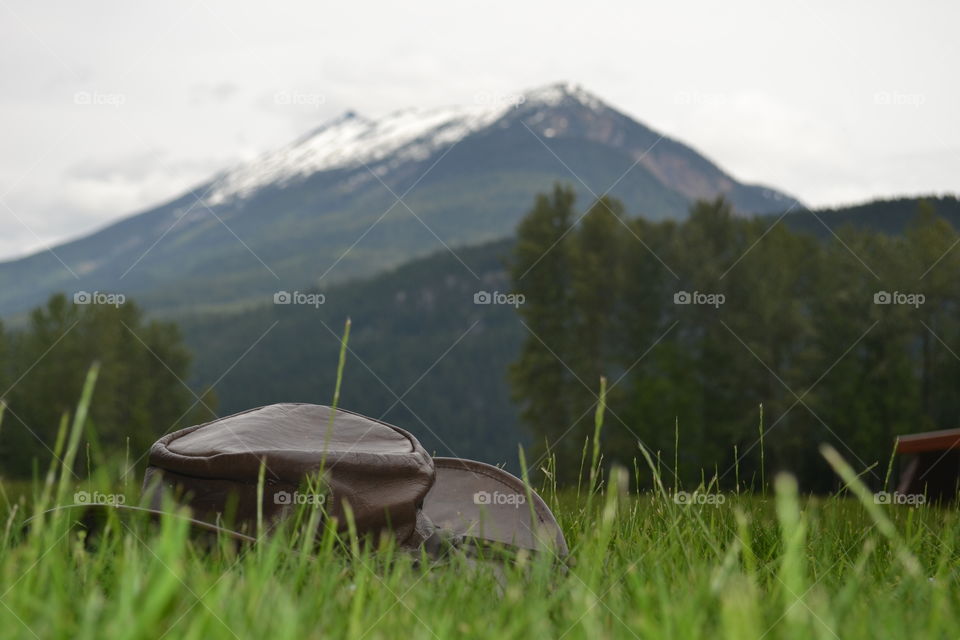 Australian leather bush so as prop in alpine meadow against a backdrop of the Canadian Rocky Mountains 