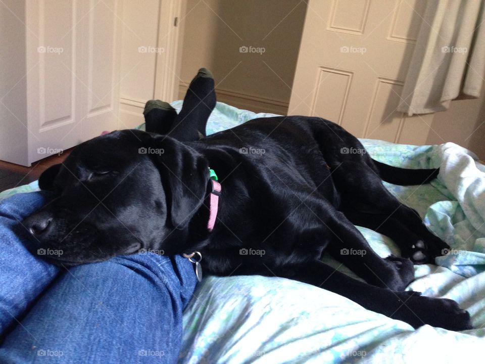 Dog resting head on mans leg., Sleeping on bed, Snuggles, Snuggling,  Labrador,  black Labrador, retriever, man's best friend, Peggy Pearl 