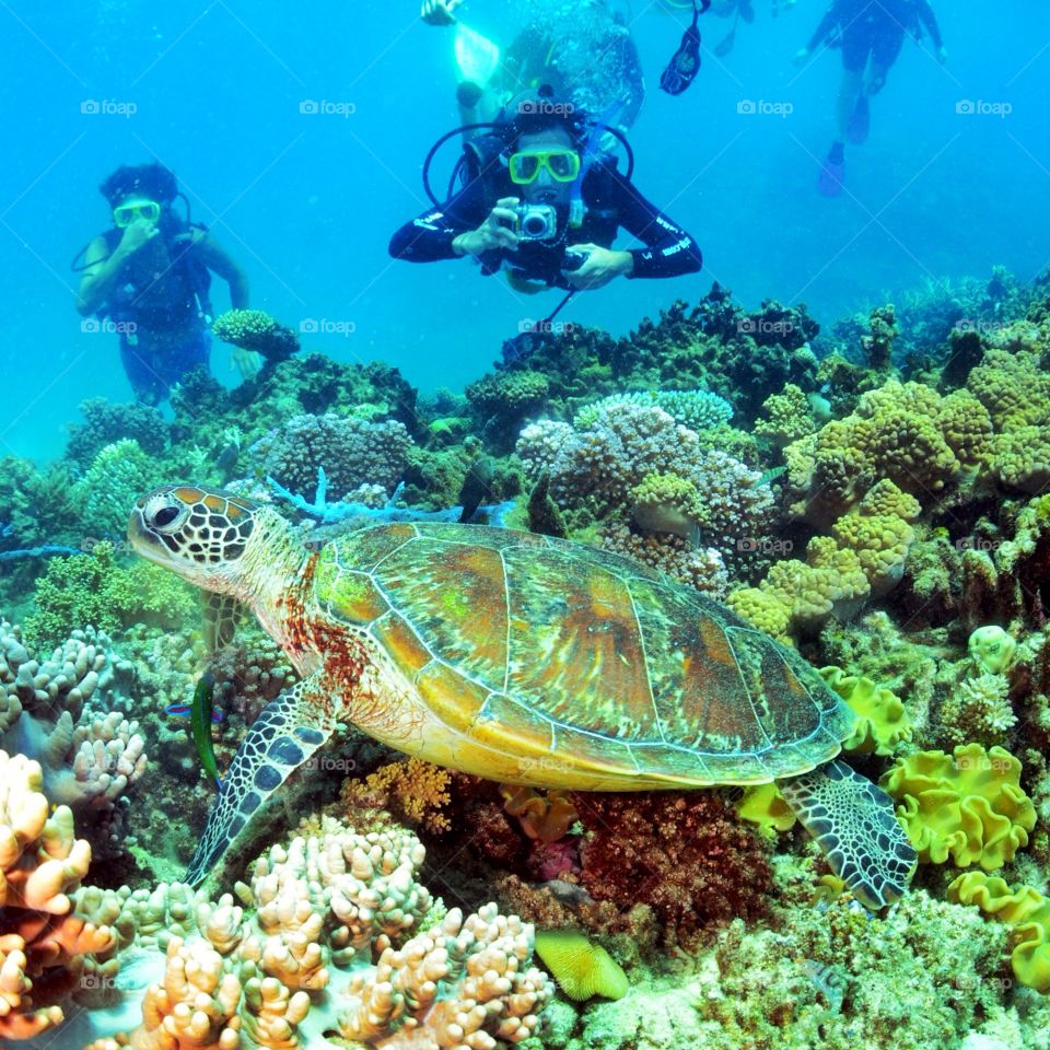 Underwater corals and turtle