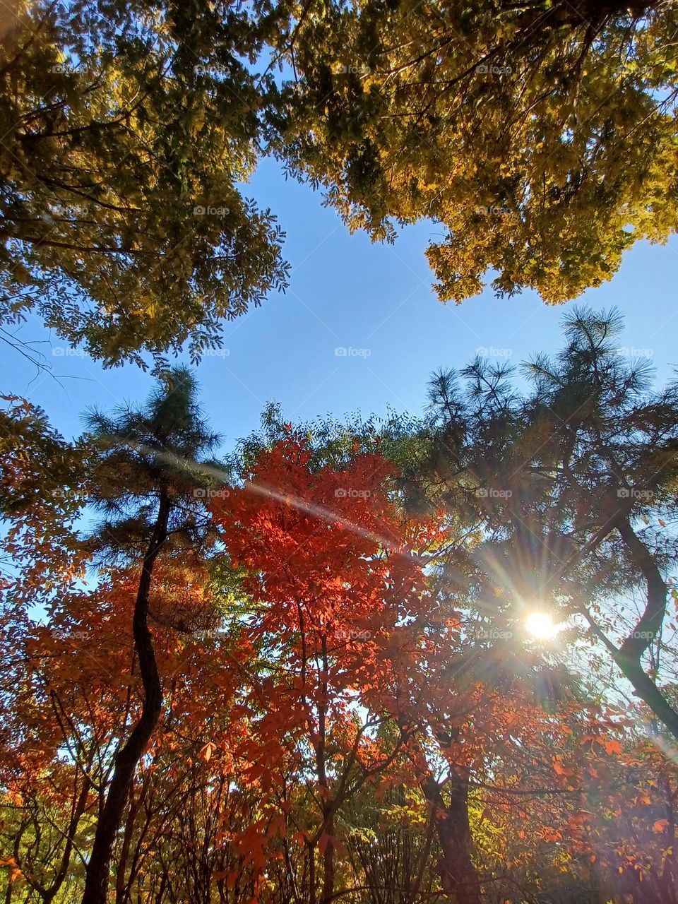 Beautiful colorful autumn