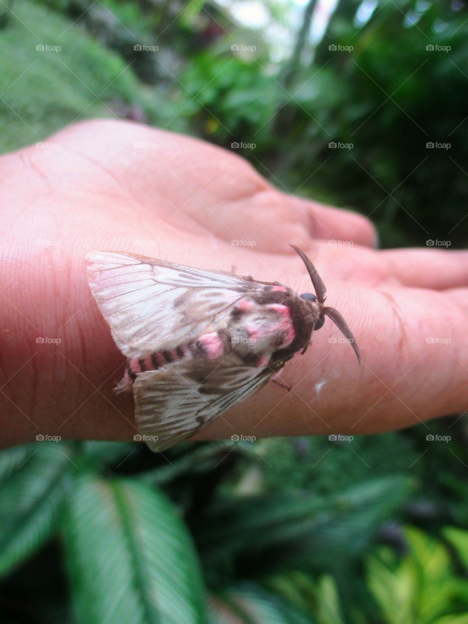 megalopy gelanata moth