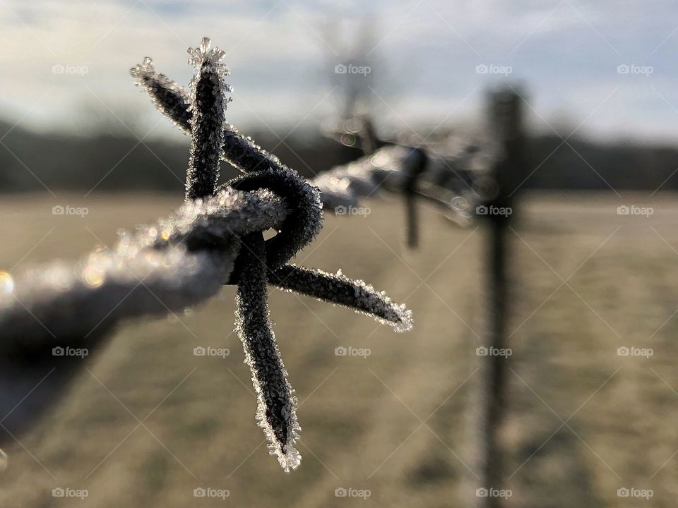 Frosty morning 