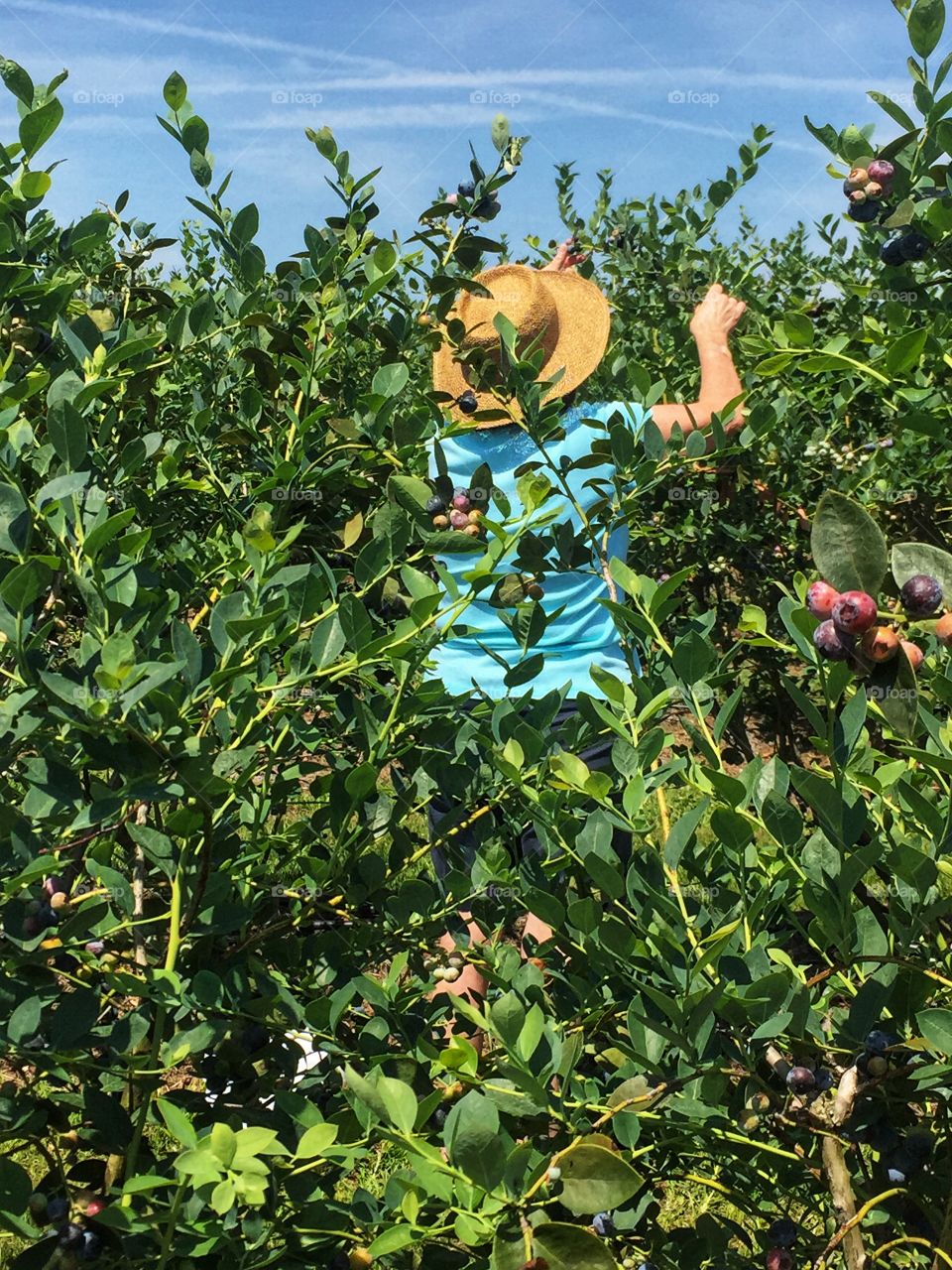 A woman picking blueberries at an u-pick family farm in the country