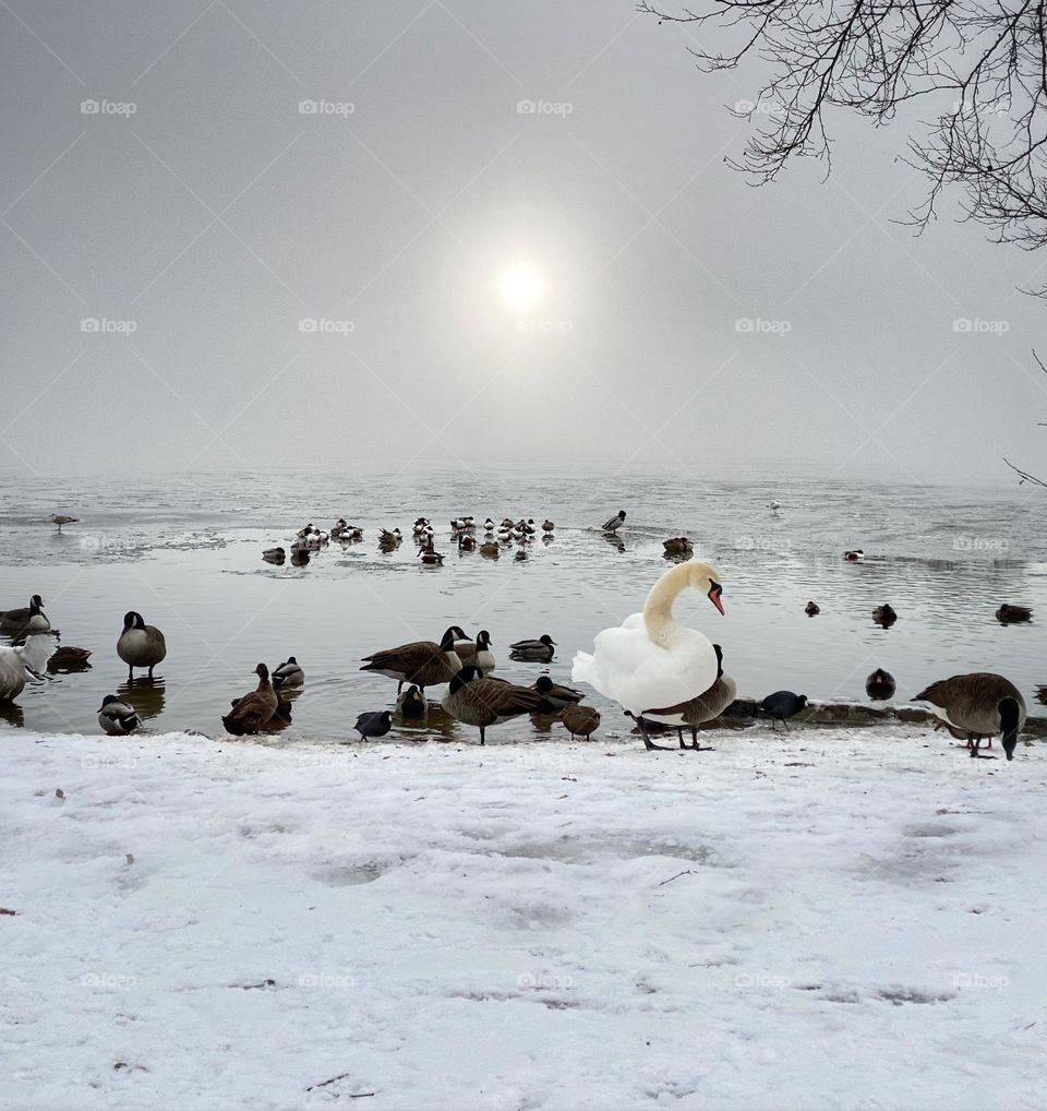 A swan, geese and ducks on a frozen pond in winter 