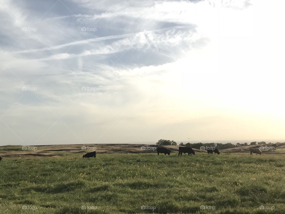 Golden hour cattle grazing