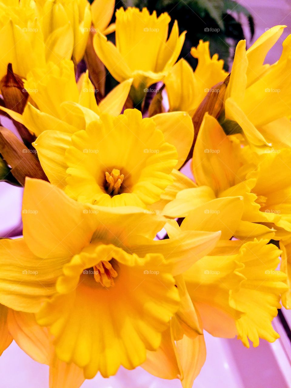 Bright Yellow Flowers