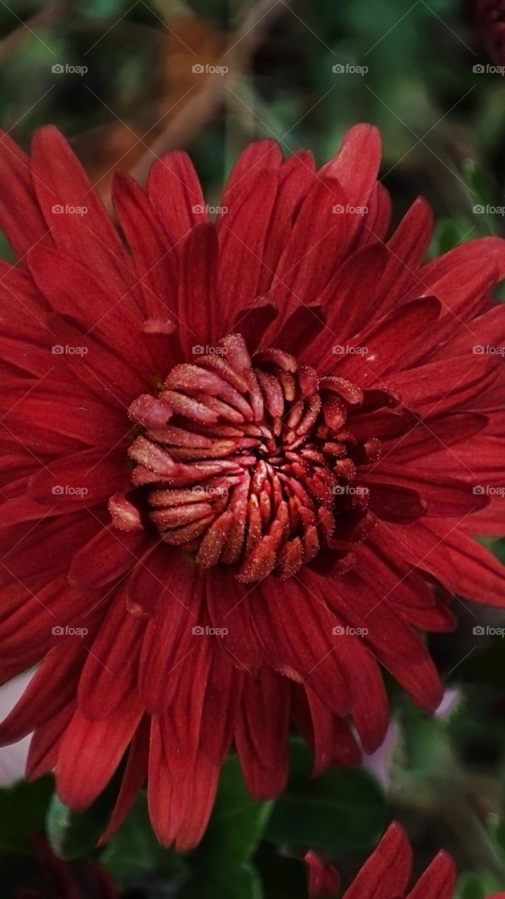 Macro photo of blooming grass