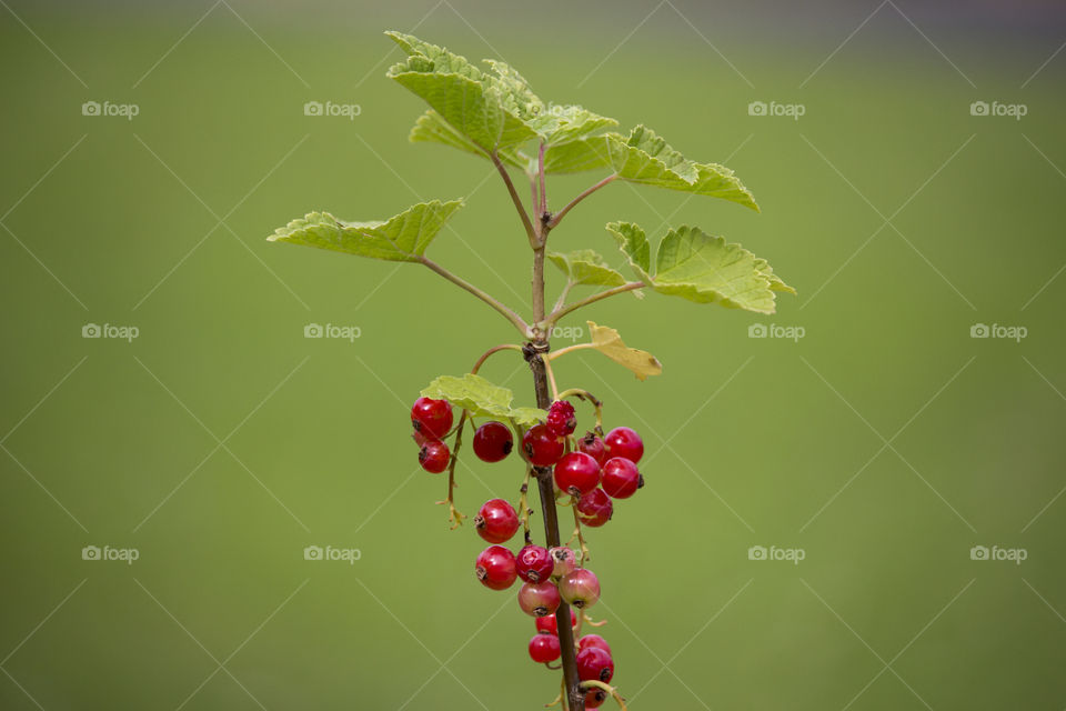 Colorful red currant berries 