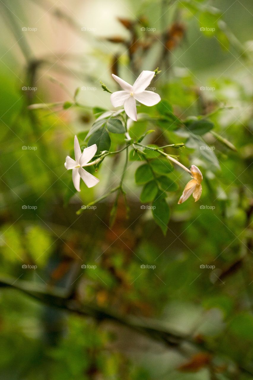 Scenic view of flowers