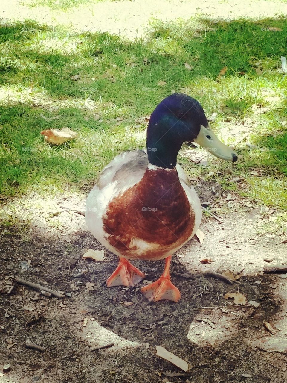 duck