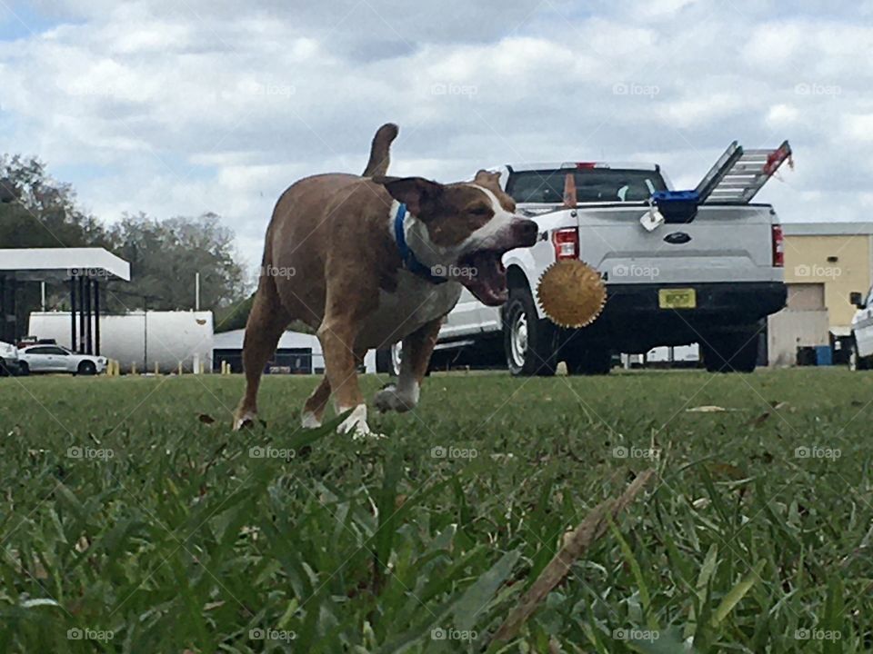 Rescue pitbull dog playing ball