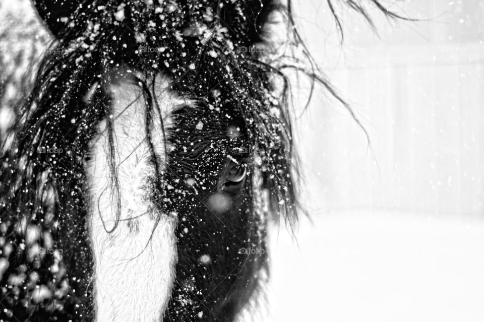 draft cross mare in snow storm portrait