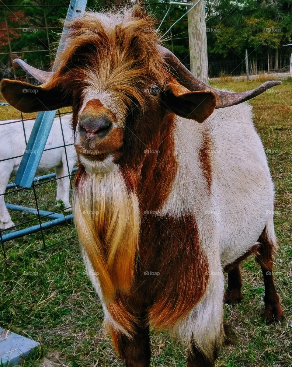 goat needing a haircut