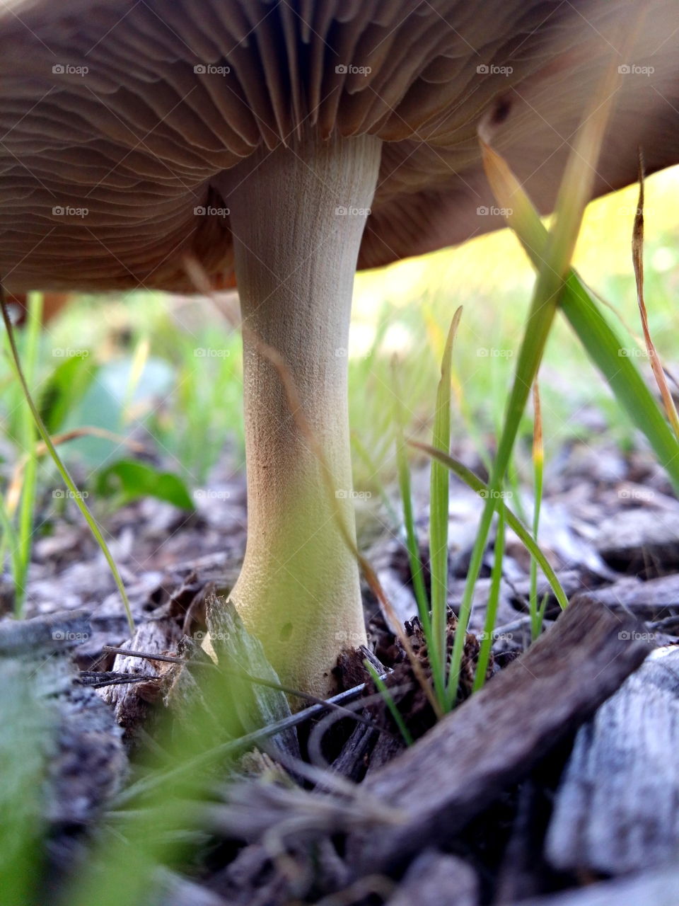 mushroom