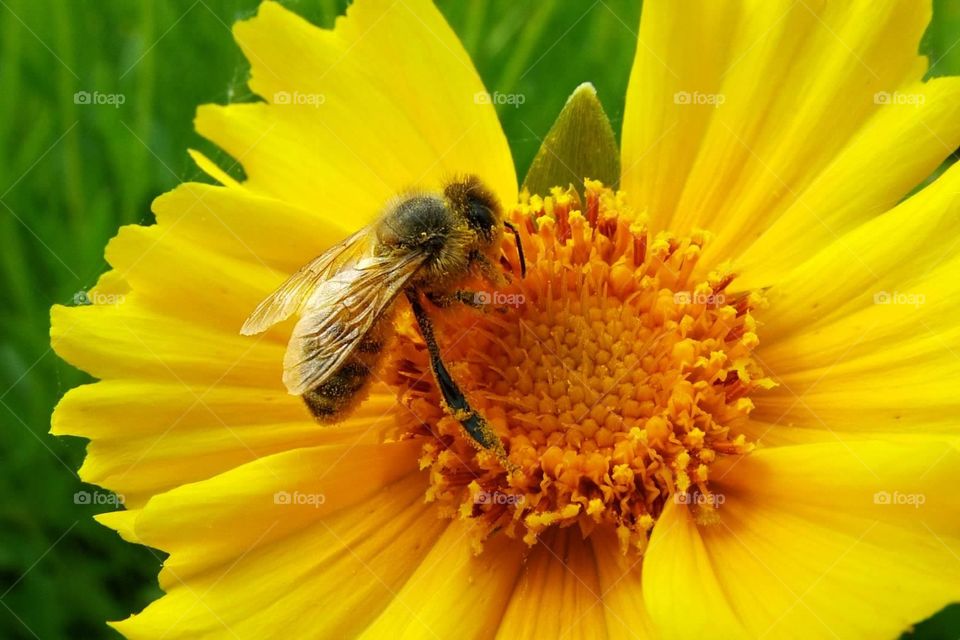 Bees love yellow!. Bee pollination 