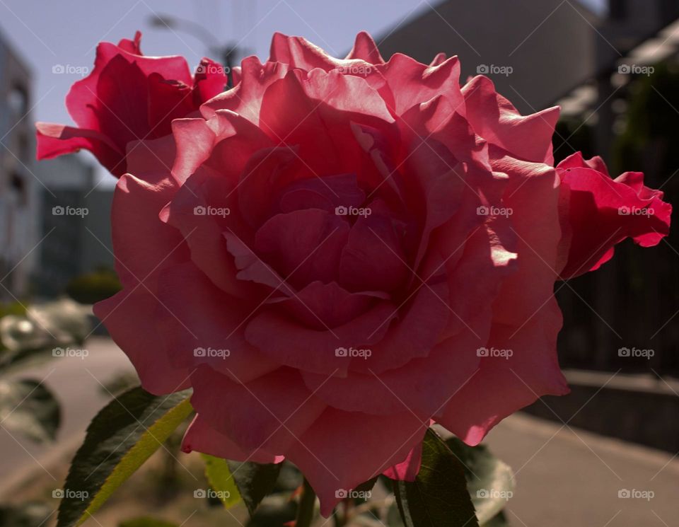 A rose and a Book for eternity,a quote says.