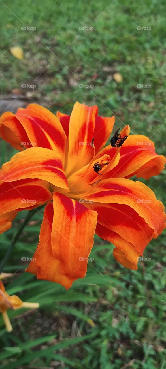day lily