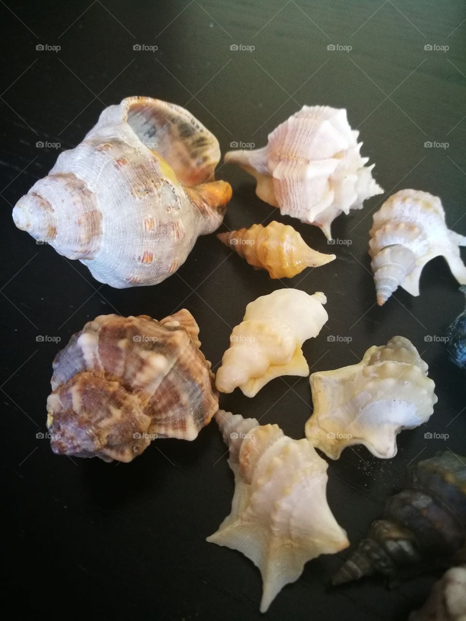 shellfish