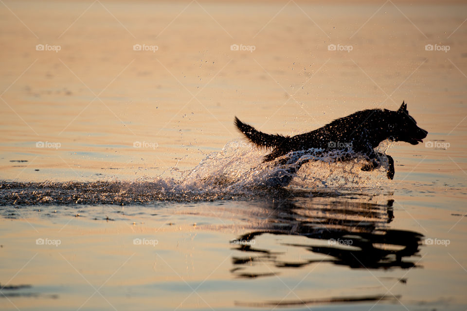 Big black dog running through sea water making a splash on a summer evening