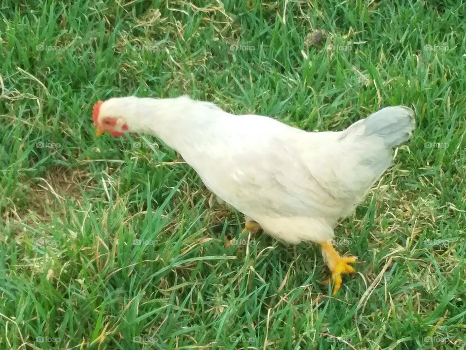 a white hen looking for insects in green grass