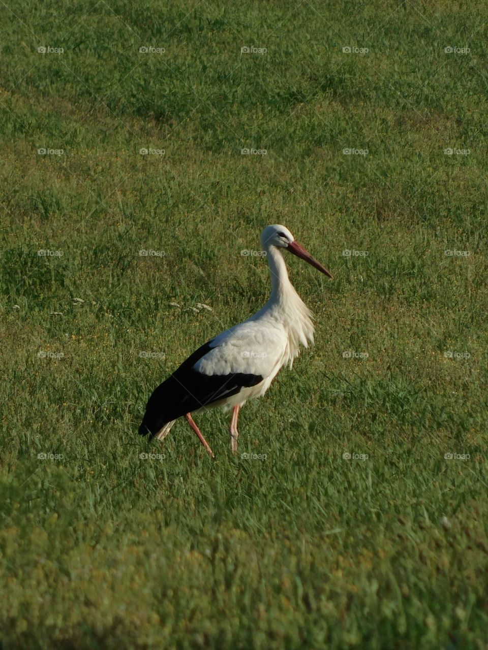 Stork