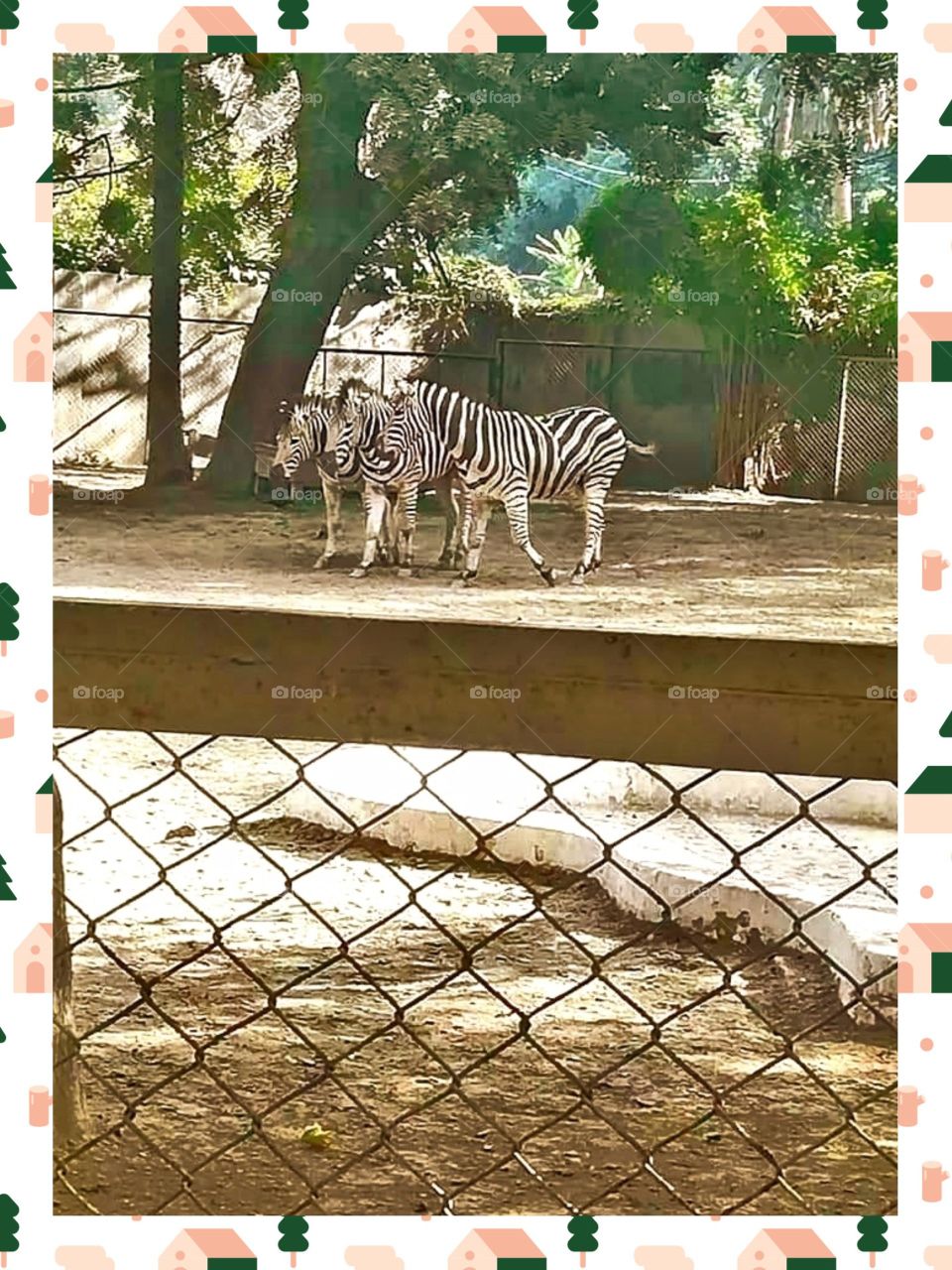The ZEBRA.
OF all creation, zebra looks so wonderful.
I love their black & white skin.
It makes them more attractive.π
look at those three, they looks so sweet.π I guess they're best friends & talking about where they will hang out tonight.ππ