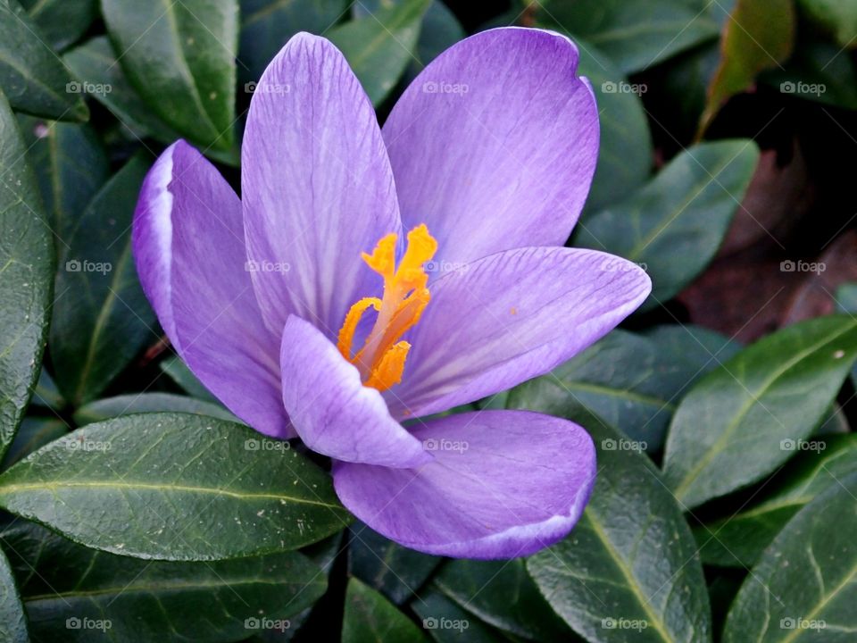 Purple crocus flower growing in periwinkle vine leaves in backyard flower bed in spring