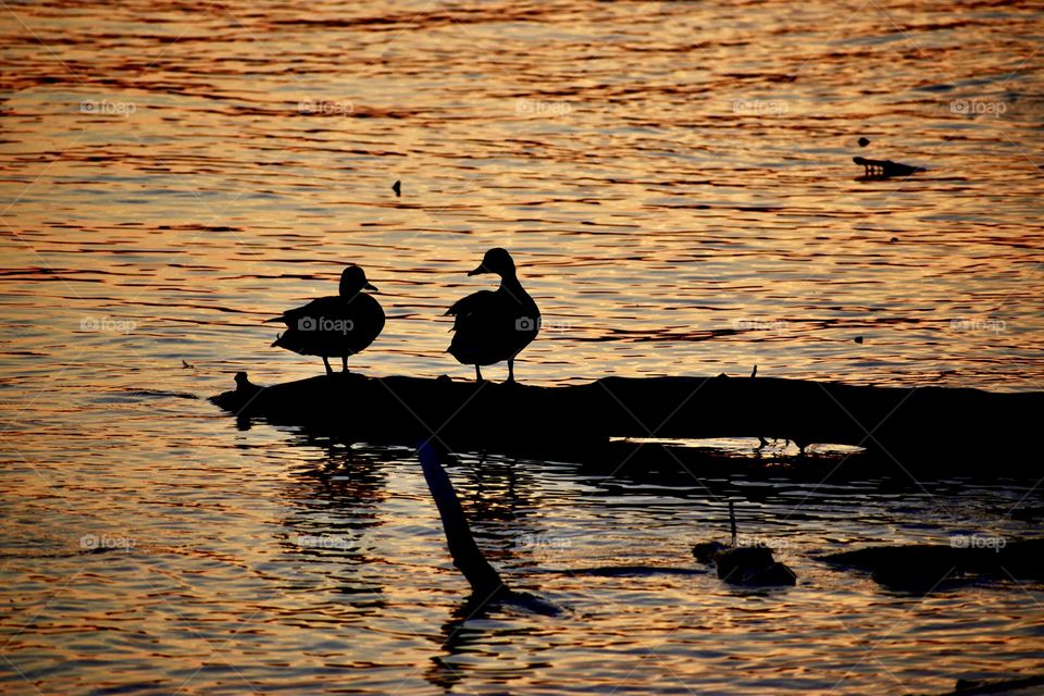 Ducks at sunset on a log 