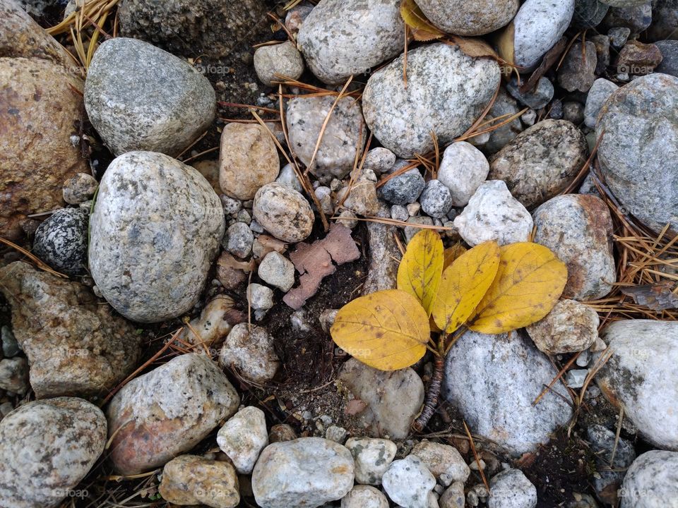 Stones and yellow leaves