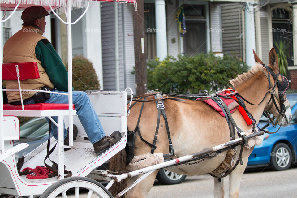 Horse carriage 