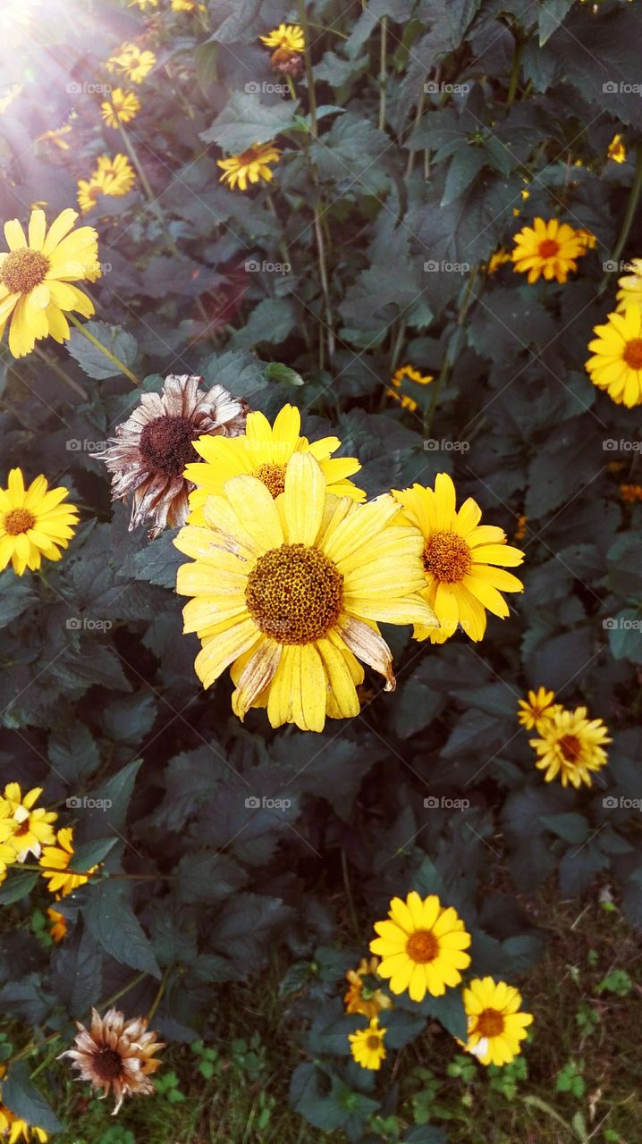 Yellow flowers in the garden.