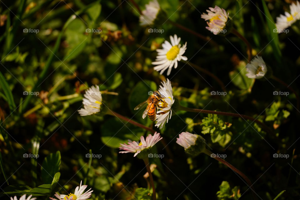 Bee on the flower 