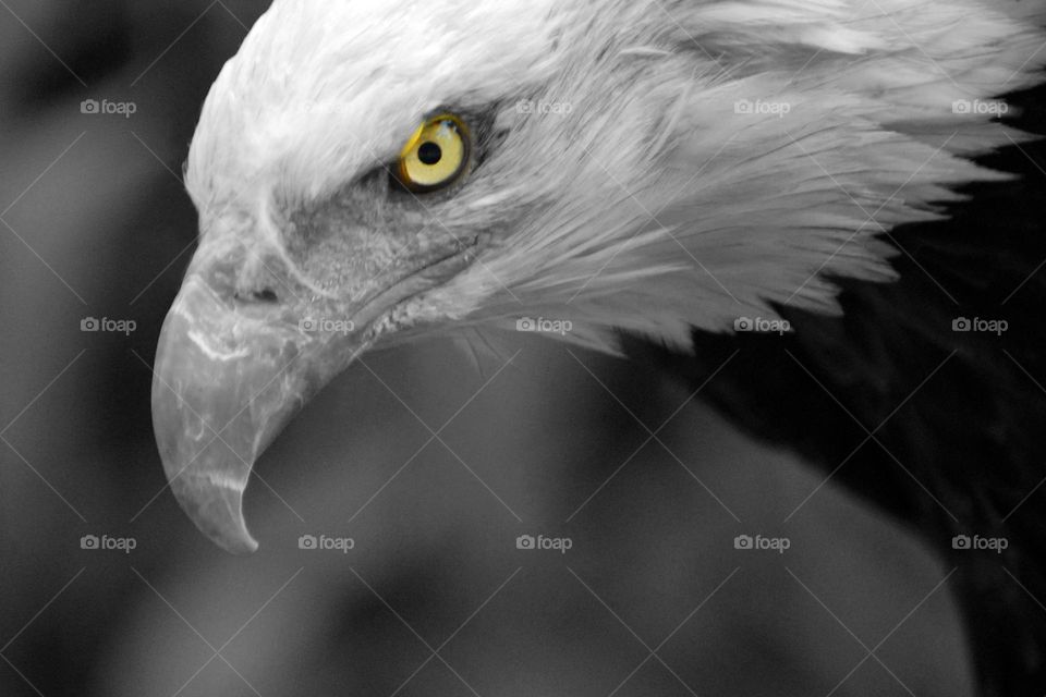 A bald eagle with a piercing stare