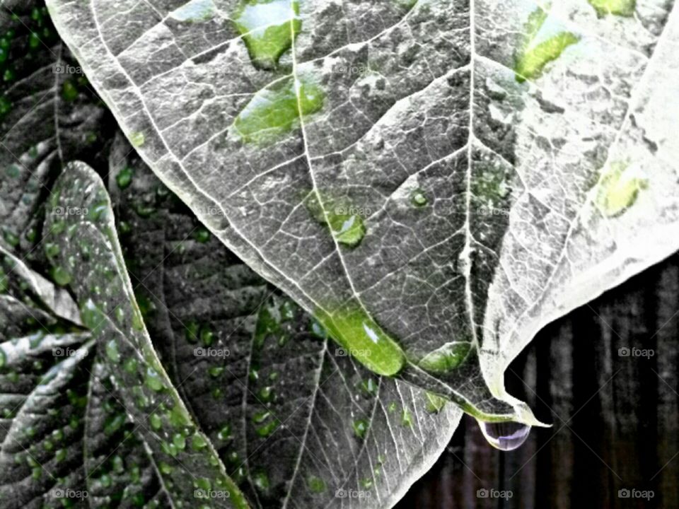 raindrops on leaves