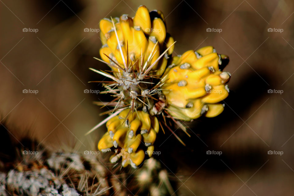 Sandia Mountains Cactus Flower