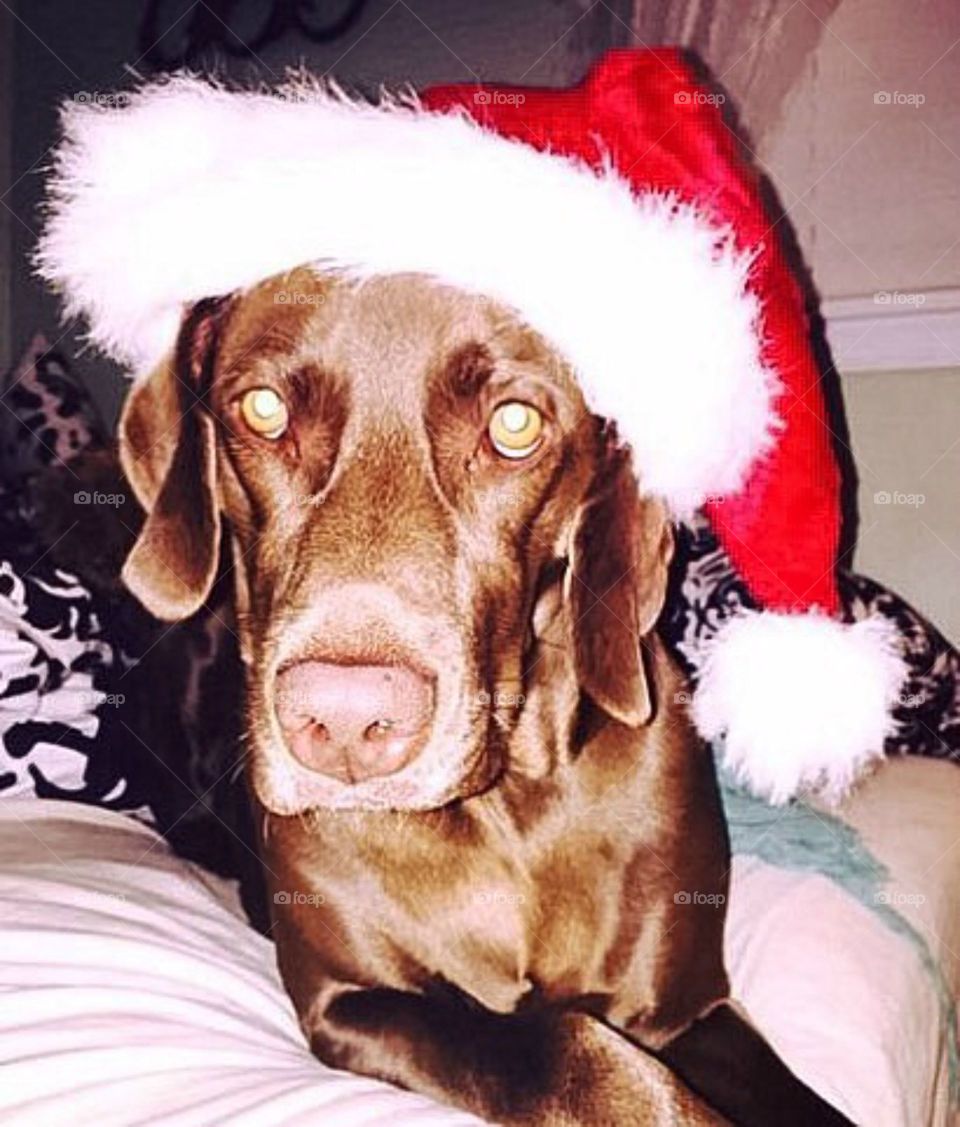 Christmas dog in Santa hat